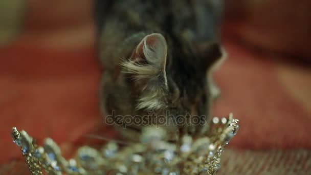 Кот Лежит Диване Короной Невесты — стоковое видео