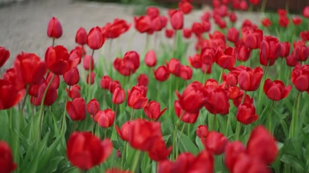 Czerwone Tulipany Kołyszące Się Wiatrem Ogrodzie Piękne Kwiaty Wiosną — Wideo stockowe