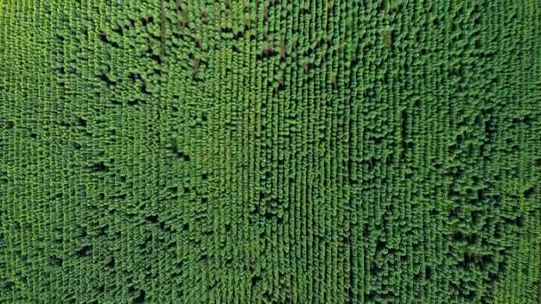 Зеленое поле сельскохозяйственных растений вид сверху — стоковое видео