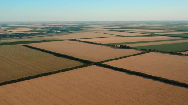 Tarım alanlarının havadan görünüşü. Farklı olgunlaşmış ekinlerin dikdörtgen alanları. — Stok video