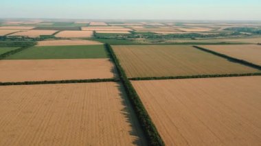Tarım alanlarının havadan görünüşü. Farklı olgunlaşmış ekinlerin dikdörtgen alanları.