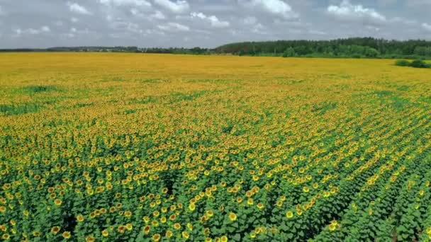 Ayçiçeği tarlası manzaralı. Ayçiçeklerinin üzerinde uçarken. — Stok video