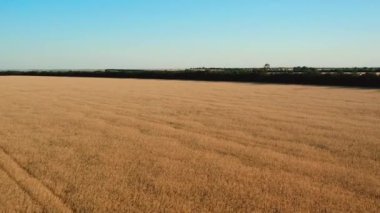 Tarım alanlarının havadan görünüşü. Farklı olgunlaşmış ekinlerin dikdörtgen alanları.