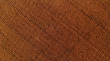 Tarım alanlarının havadan görünüşü. Farklı olgunlaşmış ekinlerin dikdörtgen alanları.