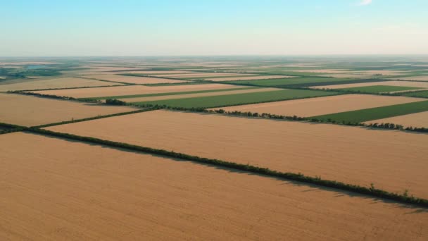 Utsikt över jordbruksfälten. Rektangulära fält för olika mogna grödor. — Stockvideo