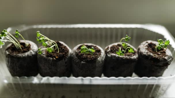 Growing plants in the period of time laps, germination of seedlings. — Stock Video