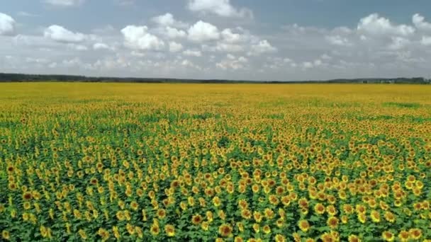 Campo de girassóis vista superior. voando sobre girassóis . — Vídeo de Stock