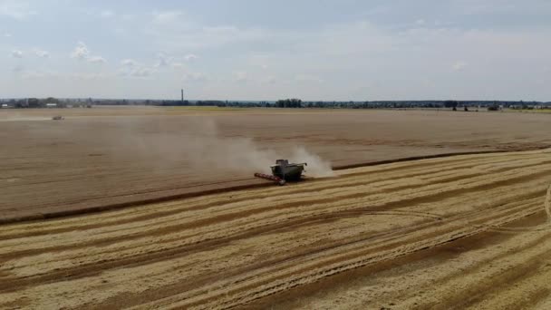 Верхний вид комбайна собирает пшеницу. Концепция пищевой промышленности . — стоковое видео