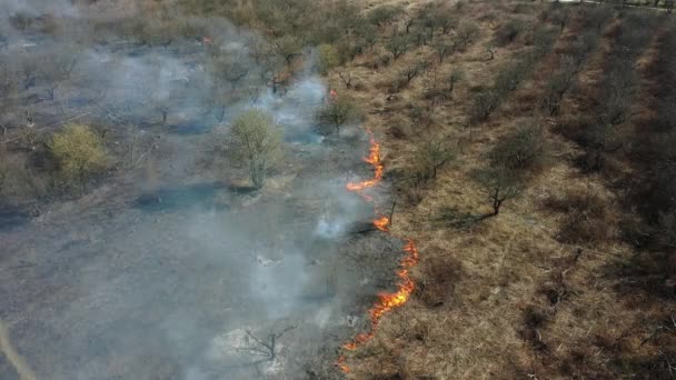 Floresta e fogo de campo. Vista superior de um incêndio florestal. 4k — Vídeo de Stock