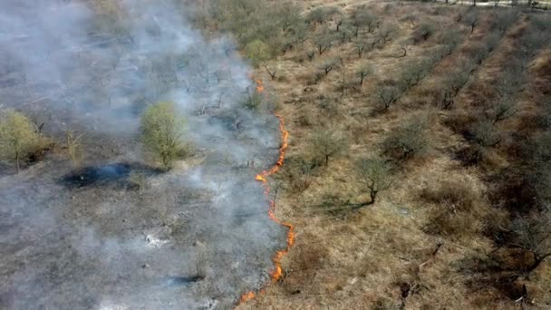 Orman ve arazi yangını. Orman yangınının en üst görüntüsü. 4k — Stok video