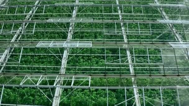 Volando sobre un gran invernadero con verduras, un invernadero con un techo transparente, una vista de invernadero desde arriba, cultivando tomates. Grandes invernaderos industriales. — Vídeos de Stock