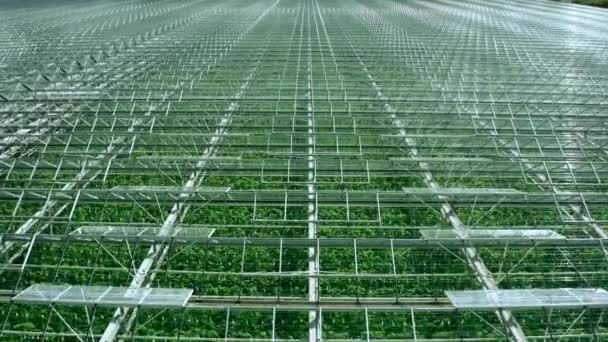 Flyger över ett stort växthus med grönsaker, ett växthus med genomskinligt tak, en växthusutsikt uppifrån, odlar tomater. Stora industriväxthus. — Stockvideo