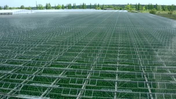 Volando sobre un gran invernadero con verduras, un invernadero con un techo transparente, una vista de invernadero desde arriba, cultivando tomates. Grandes invernaderos industriales. — Vídeos de Stock