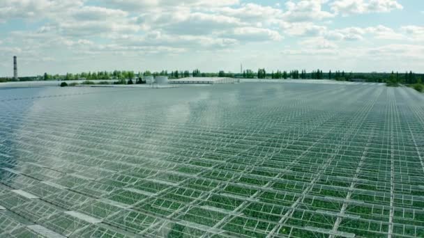Volando sobre un gran invernadero con verduras, un invernadero con un techo transparente, una vista de invernadero desde arriba, cultivando tomates. Grandes invernaderos industriales. — Vídeos de Stock