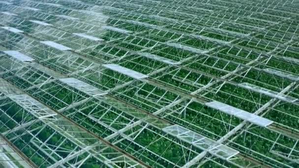 Flying over a large greenhouse with vegetables, a greenhouse a transparent roof. — Stock Video