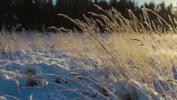 Замерзшие спицы на солнце — стоковое видео