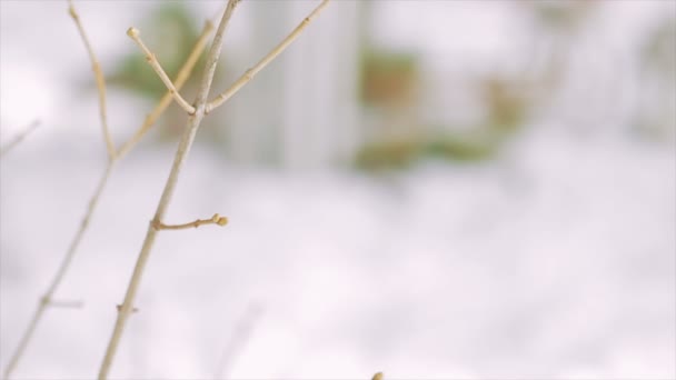 Décoration d'hiver à la veille de Noël — Video