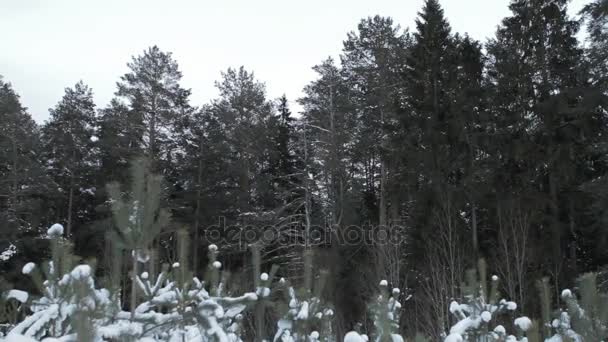 Pokryte śniegiem lasu iglastego — Wideo stockowe