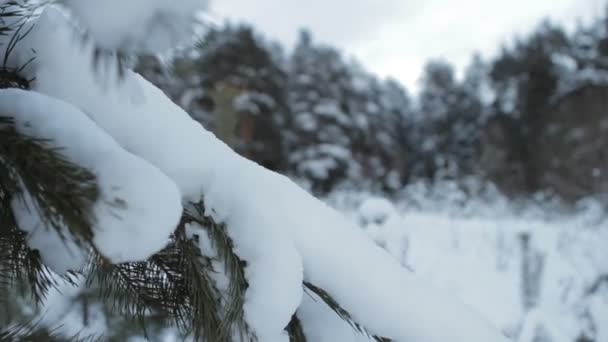 Snow-Covered Pine Branch — Stock Video