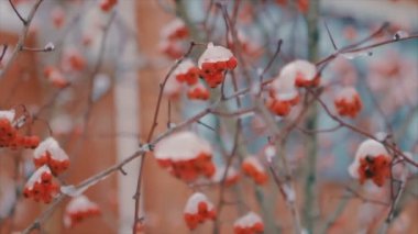 Kış yavaş çekimde kırmızı meyveler Bush'larda kar ile kaplı