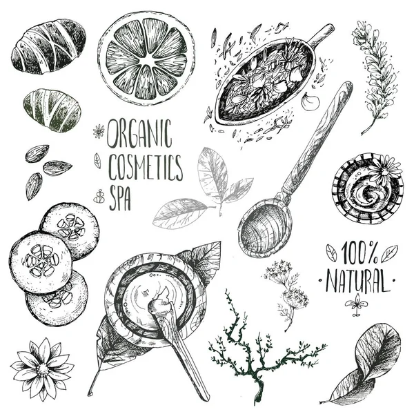 Produits naturels à base de plantes — Image vectorielle