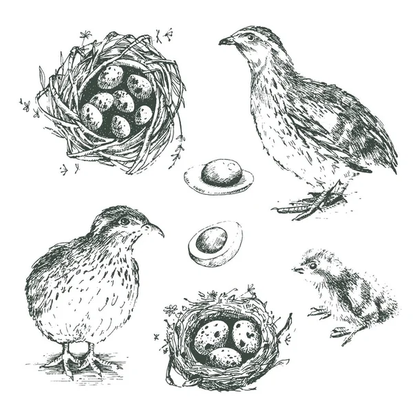 Wachteln, Küken, Eier und Nester — Stockvektor