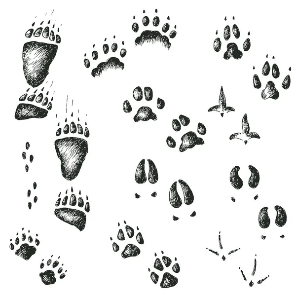 Huellas de animales y aves — Vector de stock