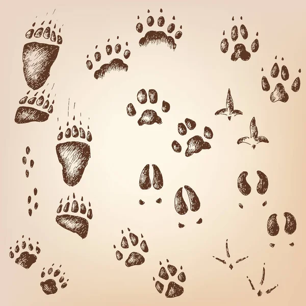 Traces d'animaux et d'oiseaux — Image vectorielle