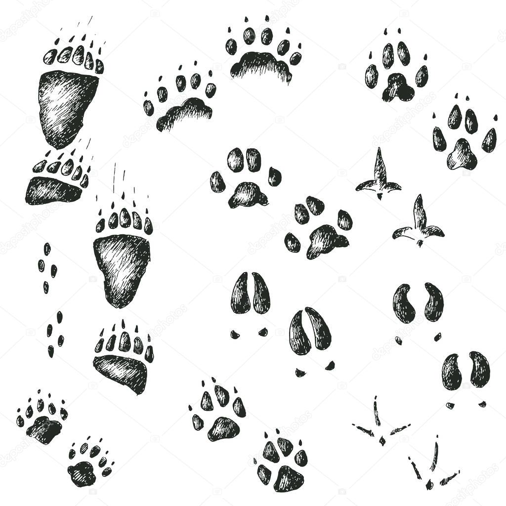 animal and bird tracks