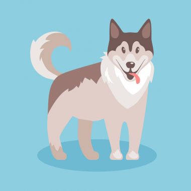 Husky, güzel dost evde beslenen hayvan. 