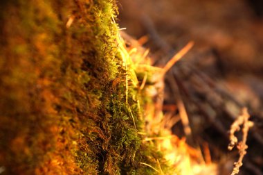 Sonbahar orman yosunlar ve iğneler, kahverengi ve altın renkleri, makro