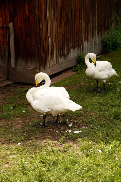 白い白鳥が 草の中立つ夏の晴れた日 — ストック写真