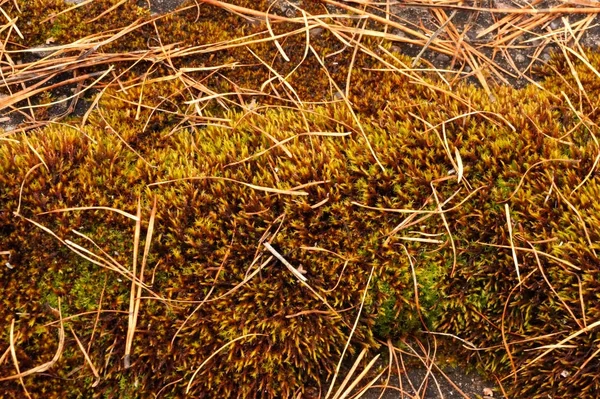 Muschi Aghi Della Foresta Autunnale Colori Marrone Dorato Macro — Foto Stock