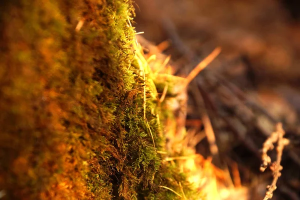 Sonbahar orman yosunlar ve iğneler, kahverengi ve altın renkleri, makro