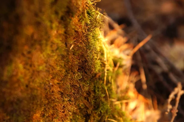 Outono Floresta Musgos Agulhas Marrom Dourado Cores Macro — Fotografia de Stock