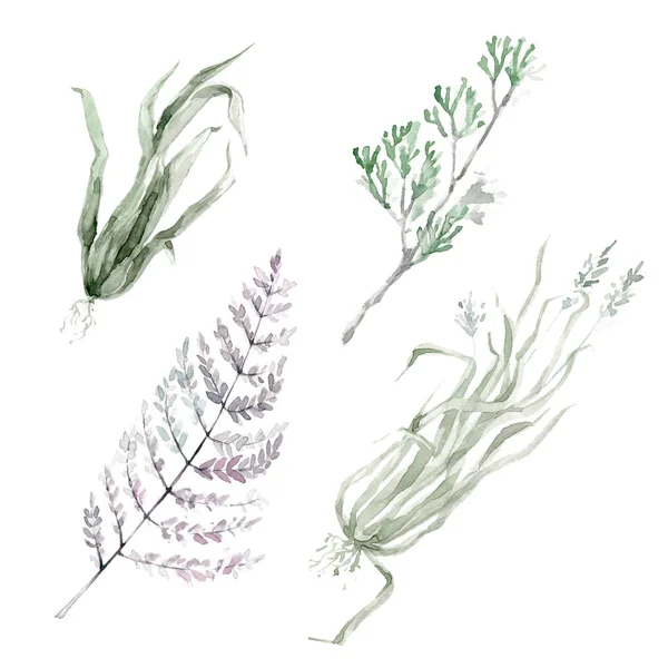 Collection Clipart Plantes Aquarelles Herbes Feuilles Herbe Illustration Dessinée Main — Photo