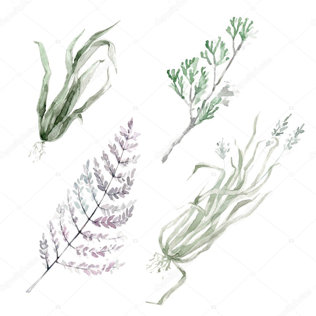 Watercolor plants clipart collection. Herbs, leaves and grass. Hand drawn illustration.