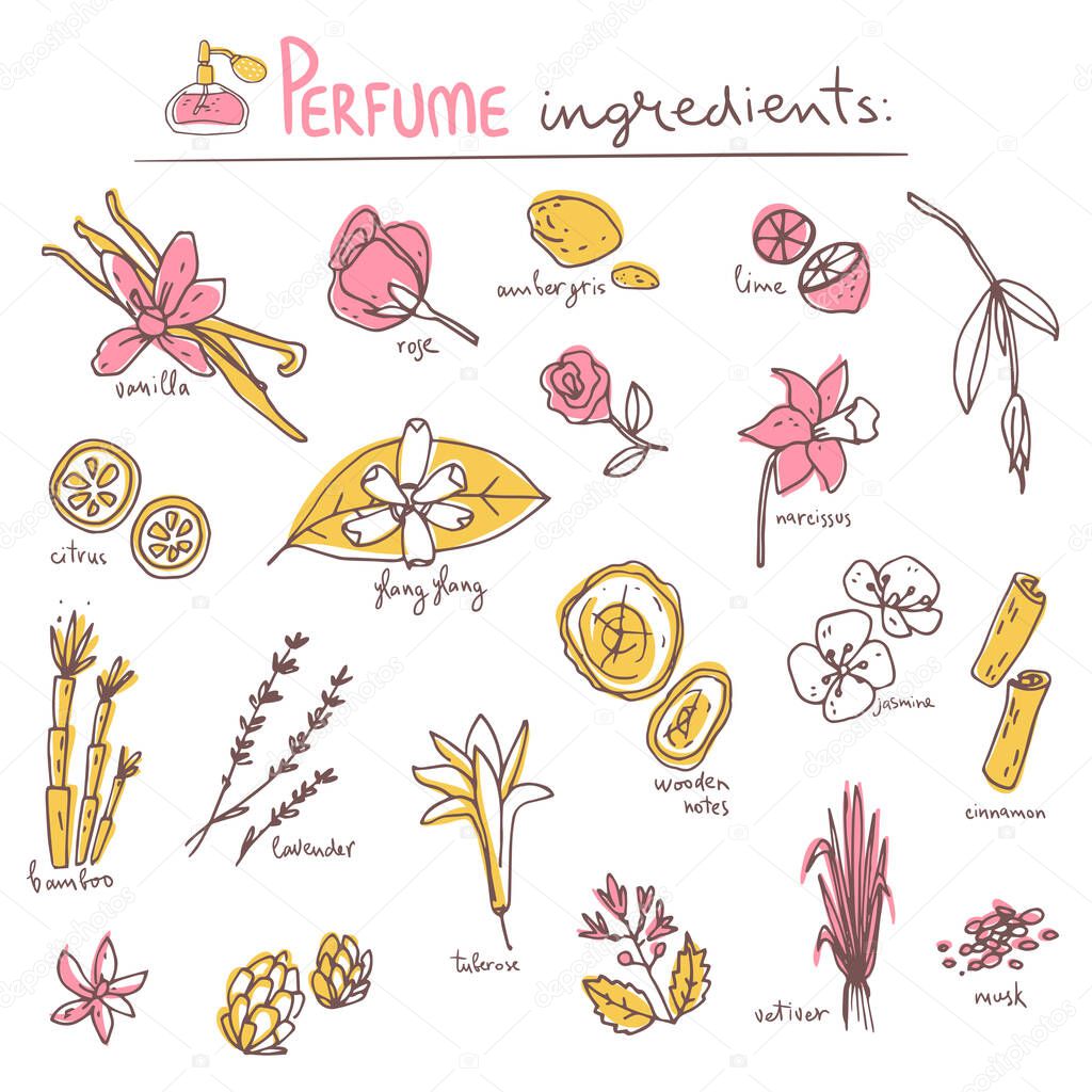 Perfume recipe, bouquet of ingredients. Doodle vector illustration. Simple hand drawn style.
