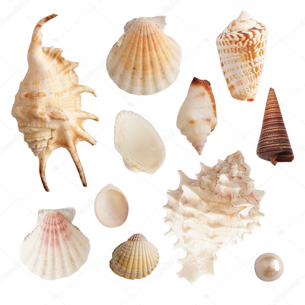 Set of tropic sea shells and pearls, isolated on white background