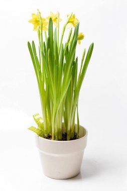 Beyaz bir backgro üzerinde bir tencerede Rush nergis (Narcissus jonquilla)