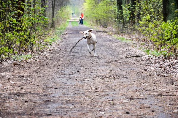 Joven labrador recuperador mientras camina en el bosque — Foto de Stock