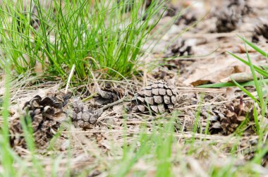 çam kozalağı elinde