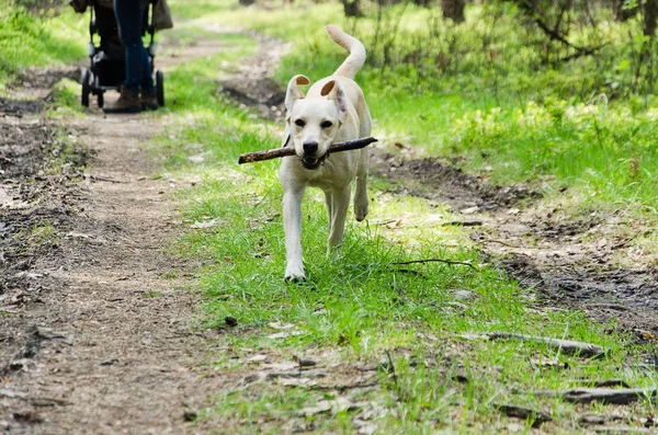 Labrador muda retriever Saat berjalan di hutan — Stok Foto