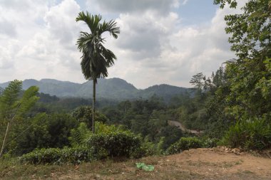 Sri Lanka'da bir ormandaki görüntülemek.