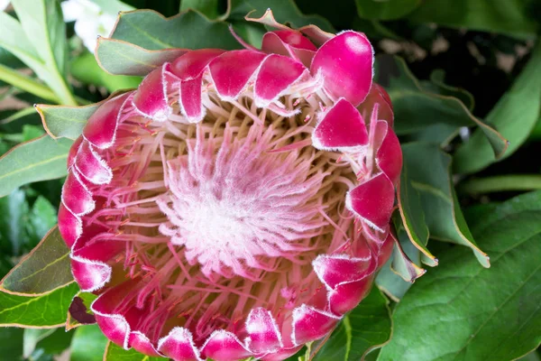 FLORES NO NOSSO JARDIM — Fotografia de Stock