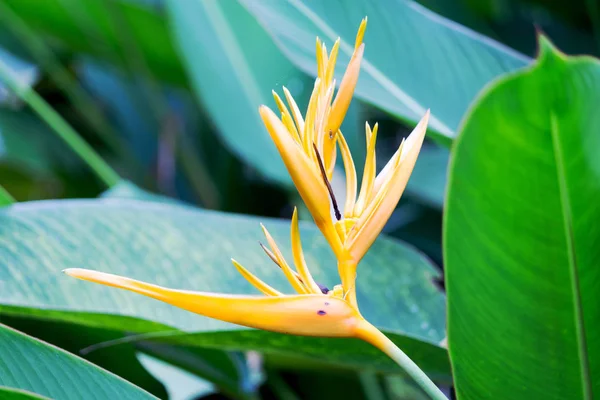 Een Tropische Bloem Sri Lanka — Stockfoto