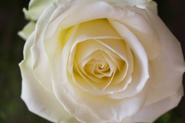 Bizim oda beyaz bir gül.