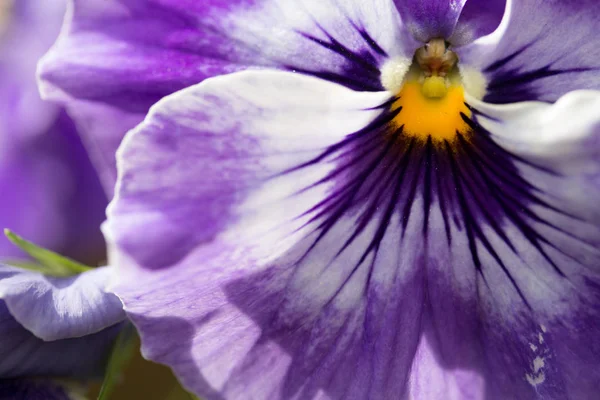 Kwiat Viool Nazwa — Zdjęcie stockowe