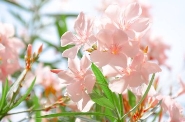 Krem zakkum çiçeği, görünümü kadar yakın. Çiçekler güneş ışığı.