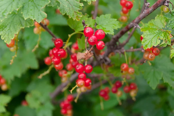 Ripe red currant berries on bush branches with green leaves, clo — Stock Photo, Image